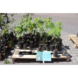 Na 2ª edição do Dia da Troca Consciente, população campo-larguense poderá trocar resíduos por mudas de plantas